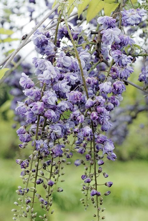 Floral & Sweet - Wildflower Beach Candles